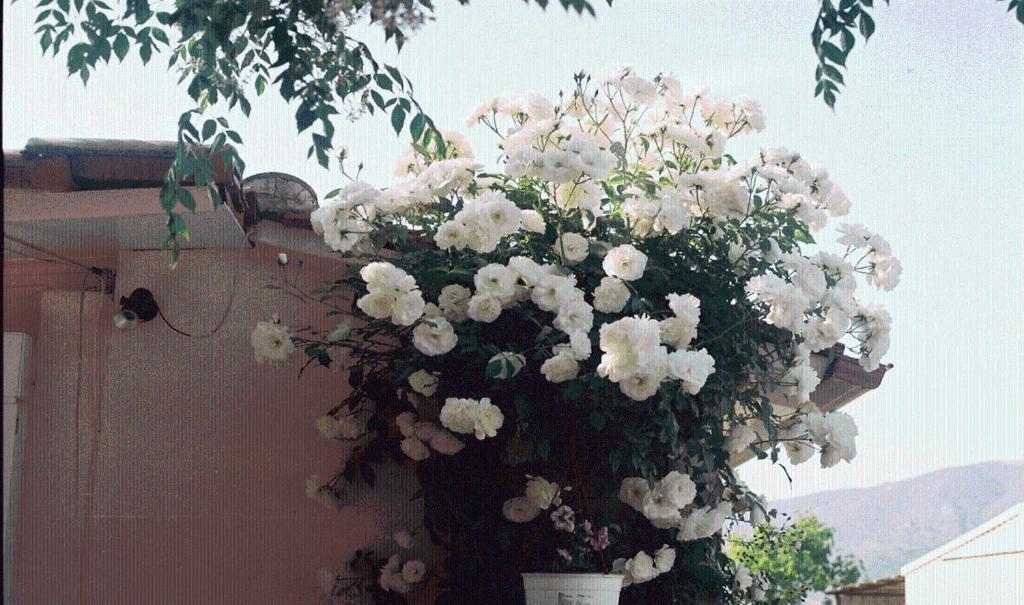 The Garden'S Studios Vlikhón Екстериор снимка