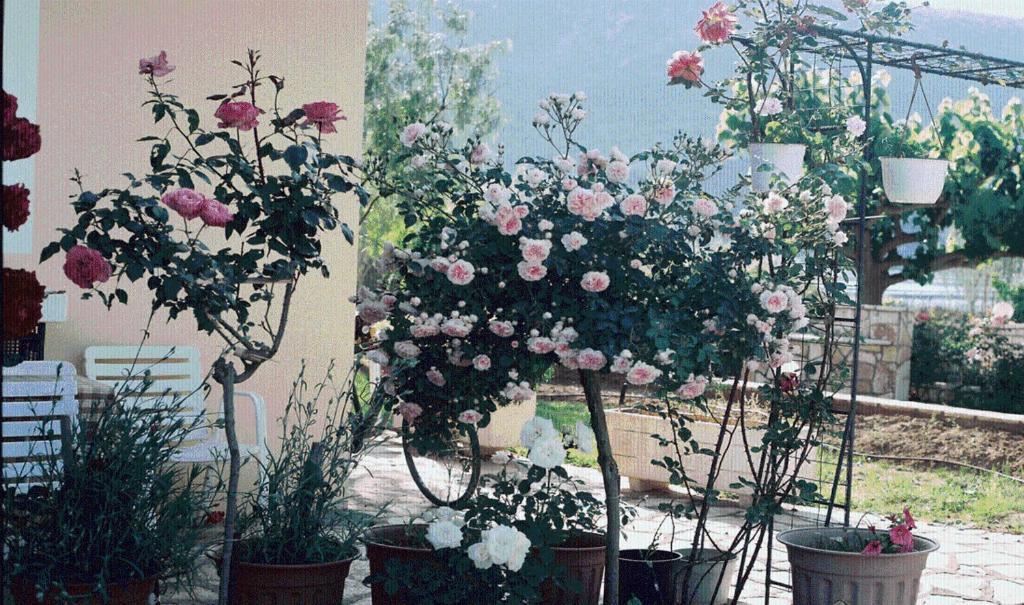 The Garden'S Studios Vlikhón Екстериор снимка